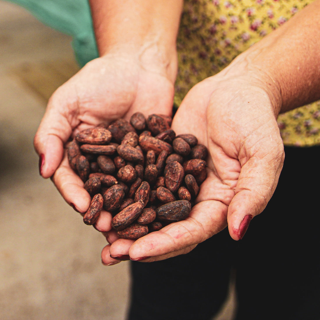 Farmer holding a handfull of cocoa beans