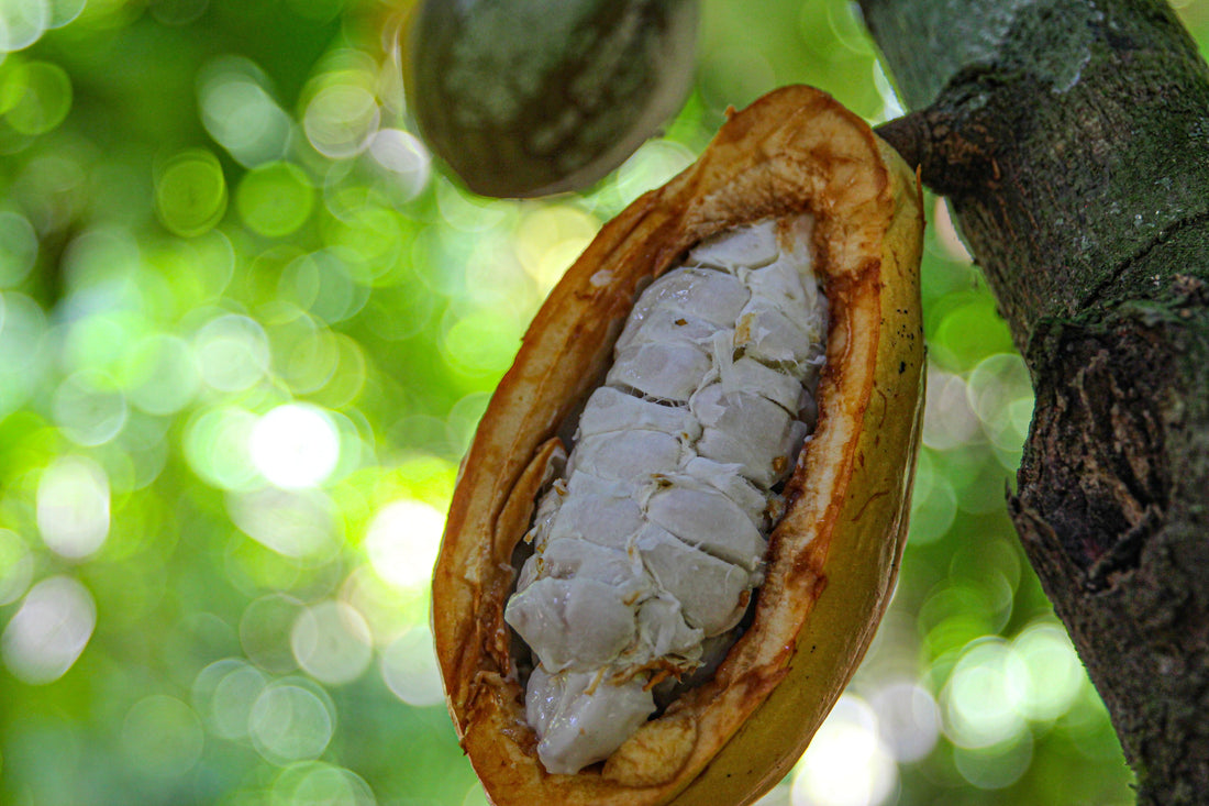 Cocoa pod growing on a tree