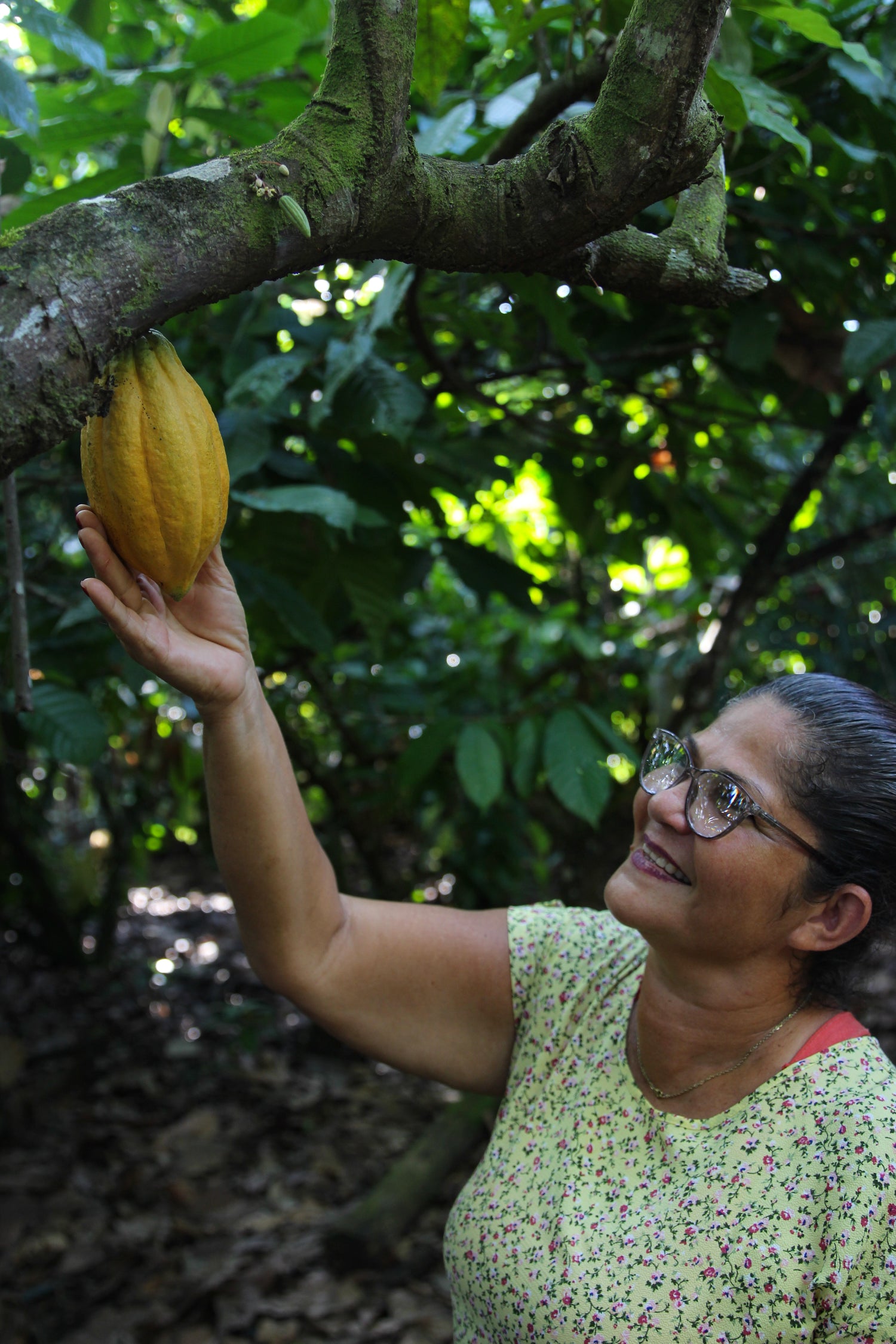 A Costa Rican farmer picking a cocoa pod from a tree