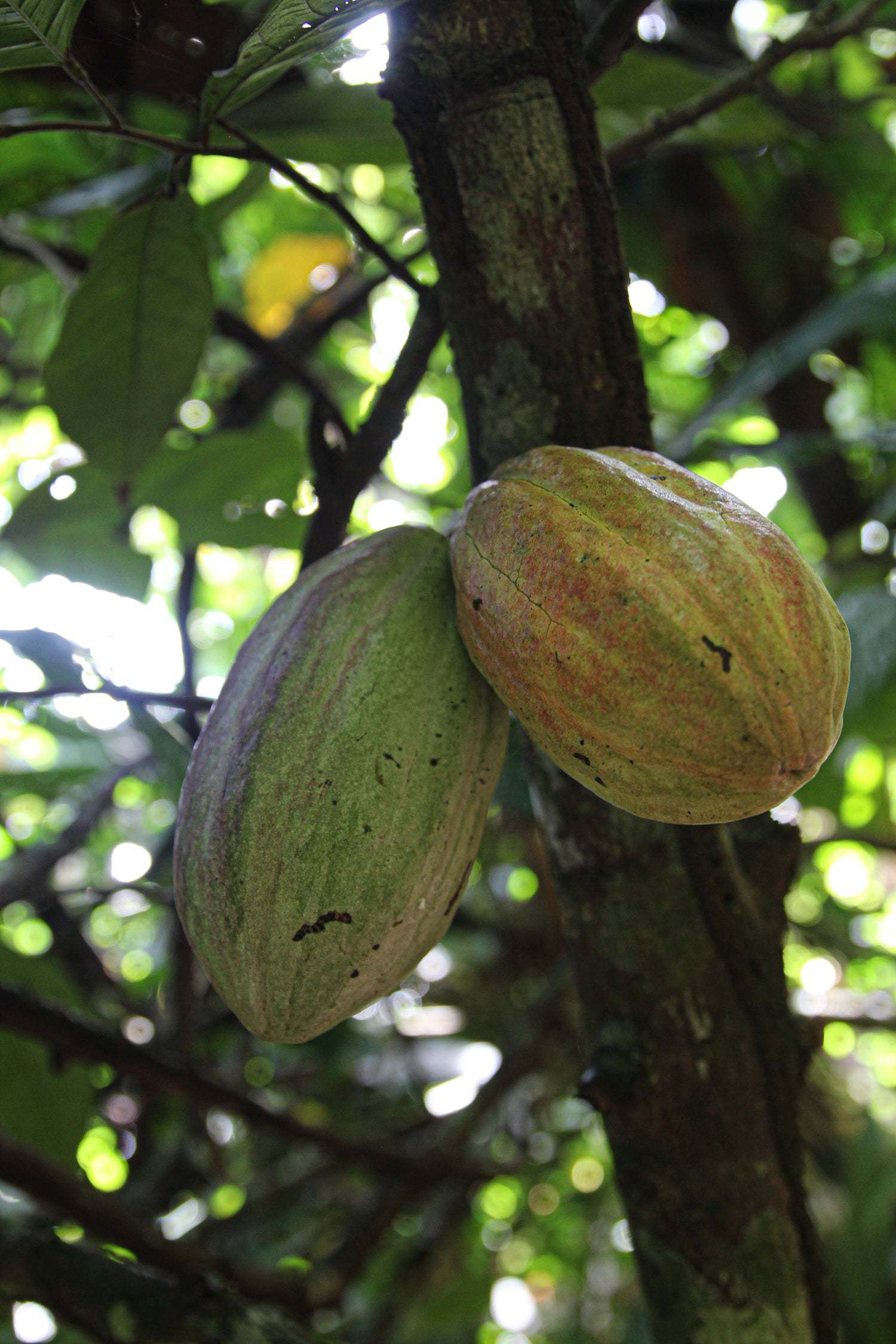 Two Matina Cocoa Pods growing on a cocoa tree