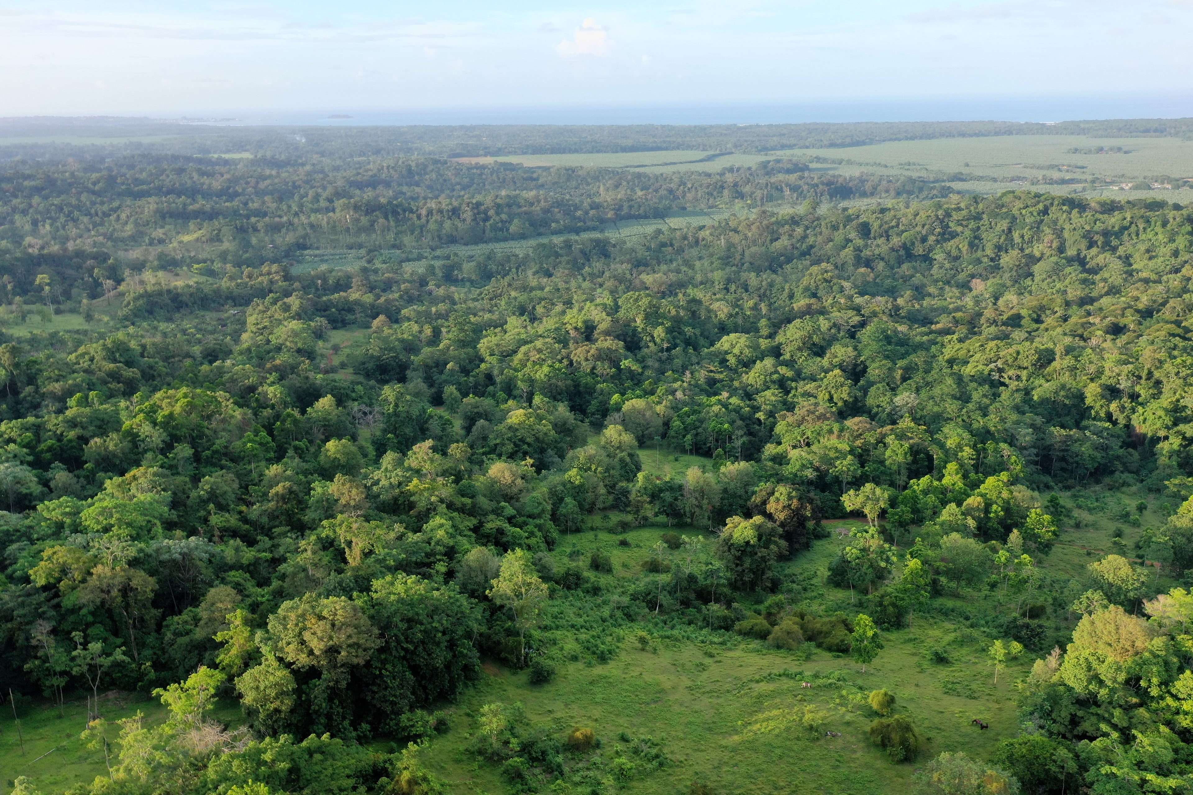 Cocoa plantation in the Matina River Valley